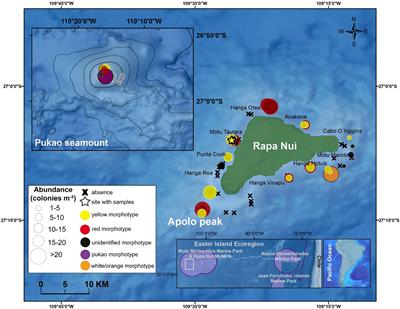 First Ecological Characterization of Whip Black Coral Assemblages (Hexacorallia: Antipatharia) in the Easter Island Ecoregion, Southeastern Pacific